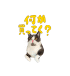 はちわれねこアグちゃんスタンプ2（個別スタンプ：13）