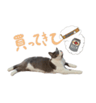はちわれねこアグちゃんスタンプ2（個別スタンプ：14）
