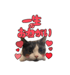 はちわれねこアグちゃんスタンプ2（個別スタンプ：16）