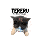 はちわれねこアグちゃんスタンプ2（個別スタンプ：19）