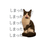 はちわれねこアグちゃんスタンプ2（個別スタンプ：21）