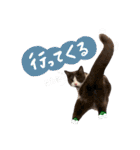 はちわれねこアグちゃんスタンプ2（個別スタンプ：23）