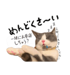 はちわれねこアグちゃんスタンプ2（個別スタンプ：25）