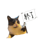 はちわれねこアグちゃんスタンプ2（個別スタンプ：26）