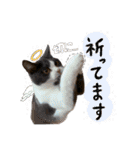 はちわれねこアグちゃんスタンプ2（個別スタンプ：29）