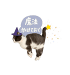 はちわれねこアグちゃんスタンプ2（個別スタンプ：30）