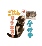 はちわれねこアグちゃんスタンプ2（個別スタンプ：31）