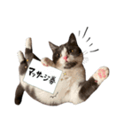 はちわれねこアグちゃんスタンプ2（個別スタンプ：32）