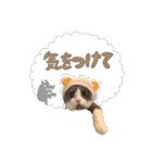 はちわれねこアグちゃんスタンプ2（個別スタンプ：34）