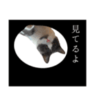 はちわれねこアグちゃんスタンプ2（個別スタンプ：38）