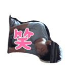 寺西駿之介（個別スタンプ：1）
