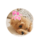 もるちゃんのスタンプ（個別スタンプ：13）