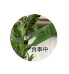 Ilike虫（個別スタンプ：3）