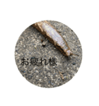 Ilike虫（個別スタンプ：7）