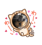 田頭わんにゃん（個別スタンプ：15）