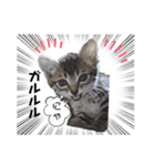 キジにゃんシャムにゃん③（個別スタンプ：3）