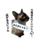キジにゃんシャムにゃん③（個別スタンプ：6）