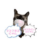 キジにゃんシャムにゃん③（個別スタンプ：10）