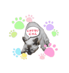 キジにゃんシャムにゃん③（個別スタンプ：12）