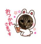 キジにゃんシャムにゃん③（個別スタンプ：14）