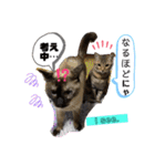 キジにゃんシャムにゃん③（個別スタンプ：17）