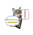 キジにゃんシャムにゃん③（個別スタンプ：18）