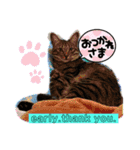 キジにゃんシャムにゃん③（個別スタンプ：20）