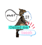 キジにゃんシャムにゃん③（個別スタンプ：28）