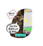 キジにゃんシャムにゃん③（個別スタンプ：29）