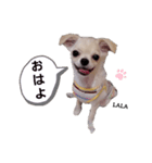 ララスタンプず1（個別スタンプ：1）