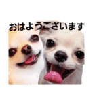 KIKI＆LALA Stamp（個別スタンプ：1）