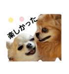 キキスタンプず5(くぅと一緒だよ)（個別スタンプ：7）