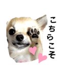 キキスタンプず5(くぅと一緒だよ)（個別スタンプ：8）