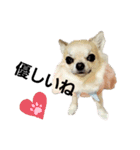 キキスタンプず5(くぅと一緒だよ)（個別スタンプ：16）