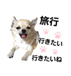 キキスタンプず5(くぅと一緒だよ)（個別スタンプ：23）