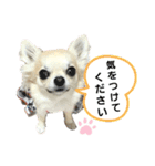 キキスタンプず6（個別スタンプ：10）