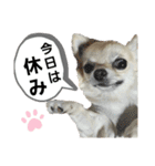 キキスタンプず6（個別スタンプ：13）