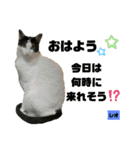 みらいねこ横濱⑧（個別スタンプ：1）