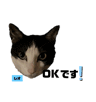 みらいねこ横濱⑧（個別スタンプ：2）
