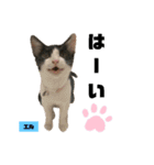 みらいねこ横濱⑧（個別スタンプ：4）