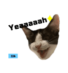 みらいねこ横濱⑧（個別スタンプ：5）
