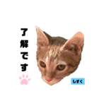 みらいねこ横濱⑧（個別スタンプ：9）
