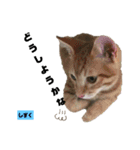 みらいねこ横濱⑧（個別スタンプ：11）