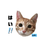 みらいねこ横濱⑧（個別スタンプ：12）