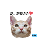 みらいねこ横濱⑧（個別スタンプ：13）