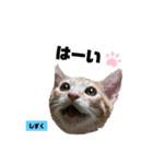 みらいねこ横濱⑧（個別スタンプ：15）