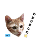 みらいねこ横濱⑧（個別スタンプ：16）
