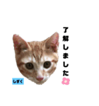 みらいねこ横濱⑧（個別スタンプ：17）