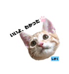 みらいねこ横濱⑧（個別スタンプ：18）