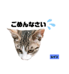 みらいねこ横濱⑧（個別スタンプ：21）